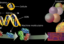 Qu’est-ce que la biotechnologie ou la modification génétique ?